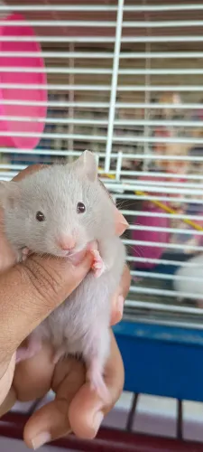Hamsters fofinhos 