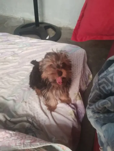 Linda filhote de yorkshire de 3 meses