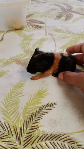 Porquinho da índia 