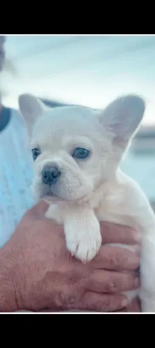 filhote Bulldog francês fêmea