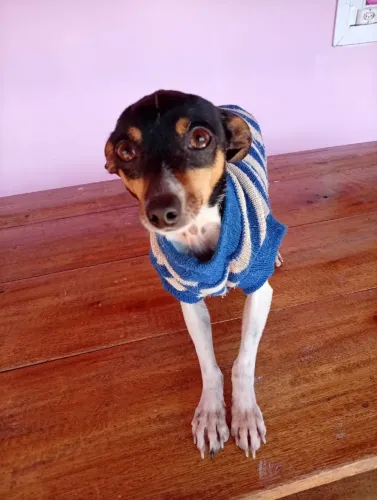 Cachorro