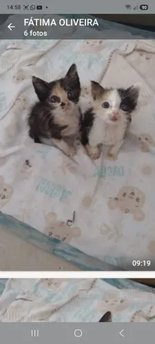 Lindos bbs