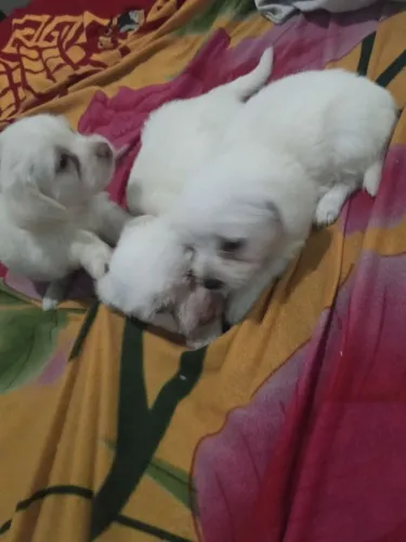 Vendo essas coisinhas lindas maltês 600 posso negociar 
