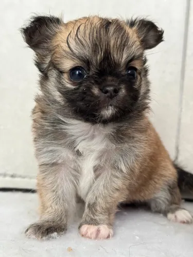 Chihuahua fêmea bem pequena com toda documentação . Parcelamento em até 21x