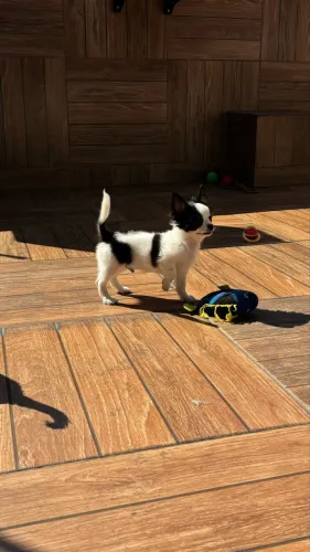 Chihuahua com garantia de saude