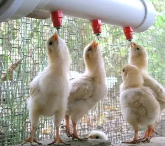 Bebedouro Automático Tipo Niple Para Aves 20 Unidades
