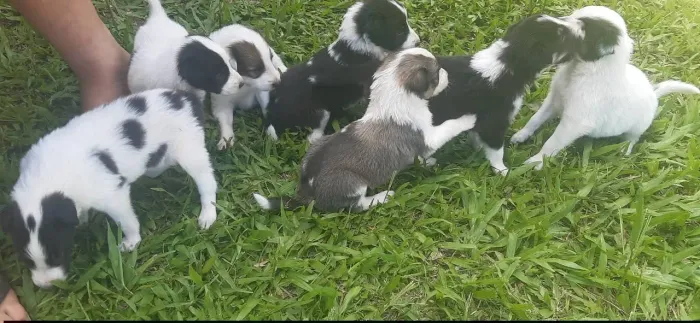 Bolder collie com pastor alemão filhotes