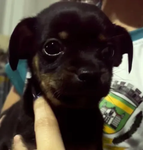 Pinscher 