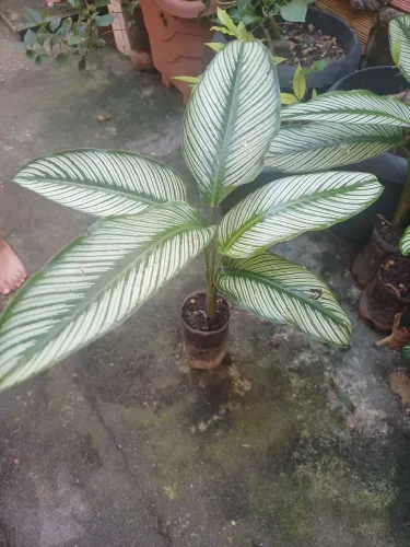 Plantas e mudas de Maranta