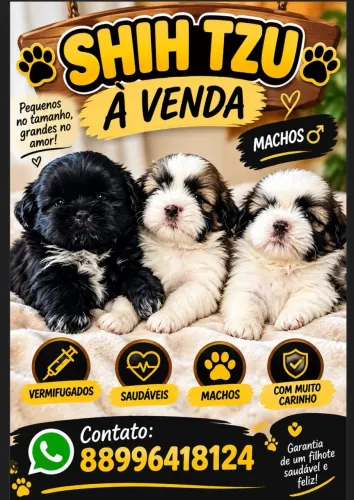 Filhotes Shihtzu