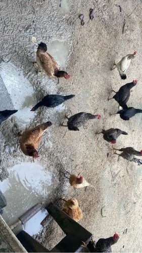 Vendo galinhas caipira
