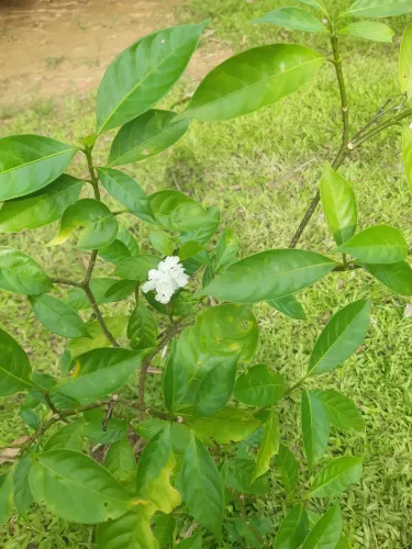 Plantas frutifera, Ornamental