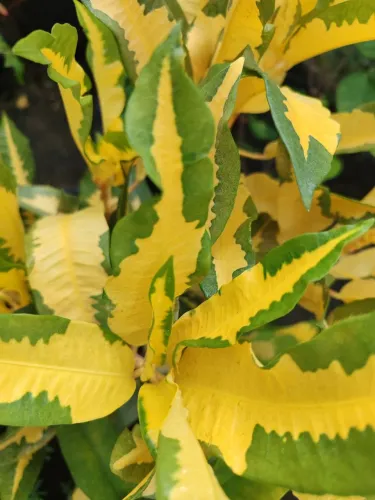 Plantas de sol