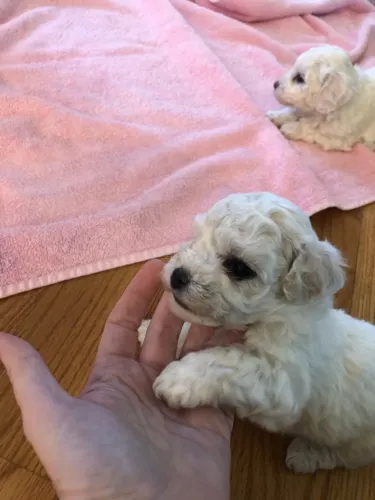 Poodle - Companheiros perfeitos para qualquer rotina