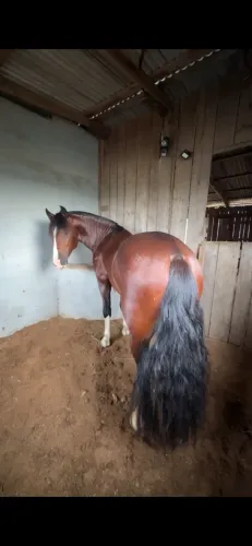 Cavalo crioulo bagual