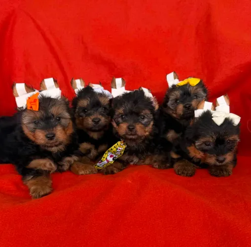 Yorkshires Fêmeas - Umas princesinhas esperando por você!