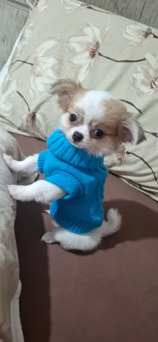 Ultimo Macho de chihuahua bem mini