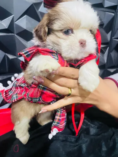 Shihtzu filhote disponível Shitzu macho e fêmea mini pequeno com pedigree 