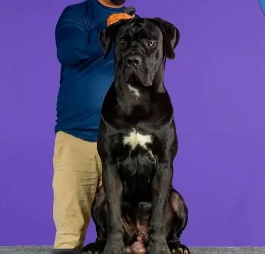 FILHOTES DE CANE CORSO DE ALTO PADRÃO - GENÉTICA E ESTRUTURA DIFERENCIADAS