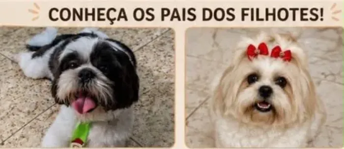 Vende-se filhote de shitszu macho