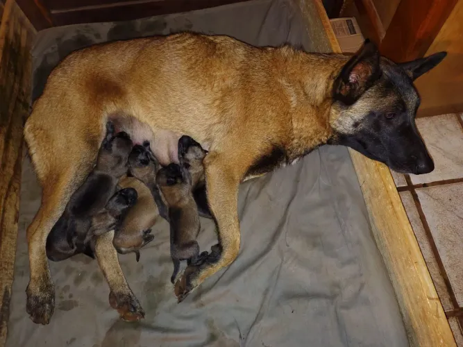 Filhotes Pastor Belga Malinois