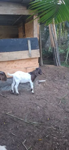 Cabrito Boer Puro 3 meses Em Parelheiros 