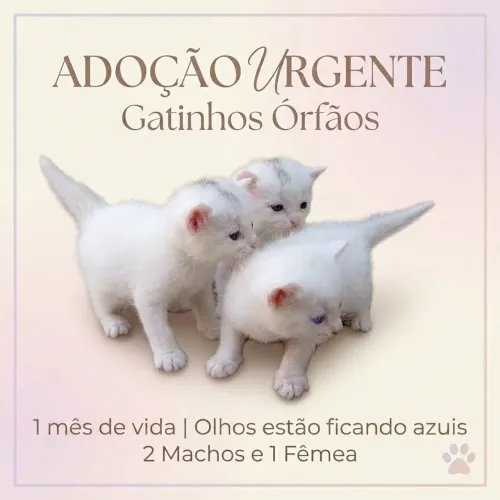 Gatinhos fofos pra adoção