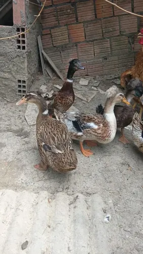 Marrequinho