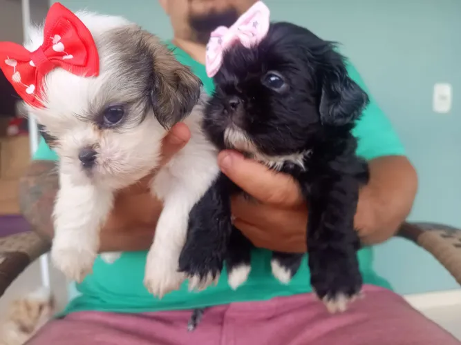 VENDO SHIH TZU FÊMEAS