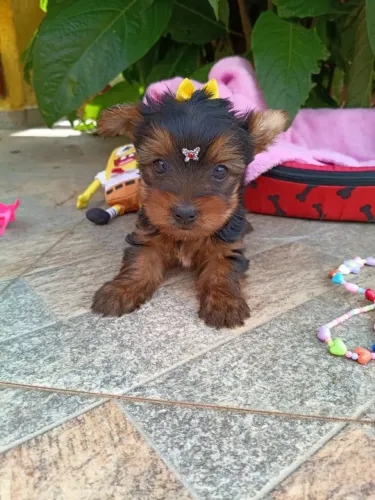 Yorkshire fêmea, com pedigree, em 10x,