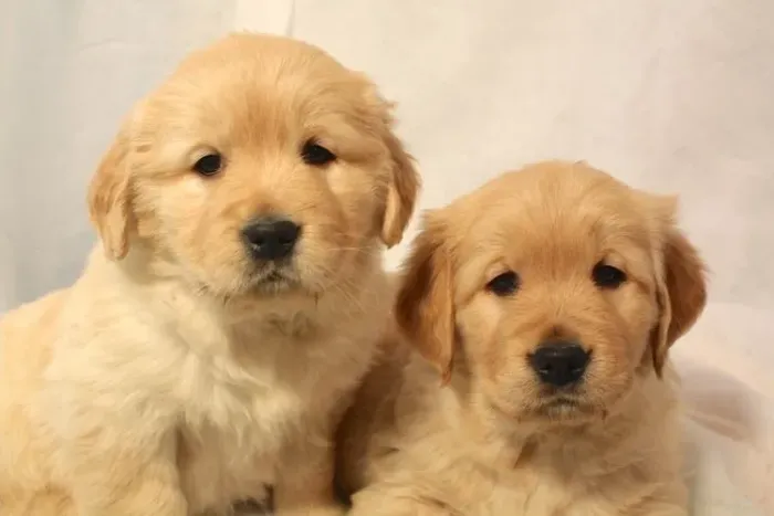 Golden retriever fêmea disponível 
