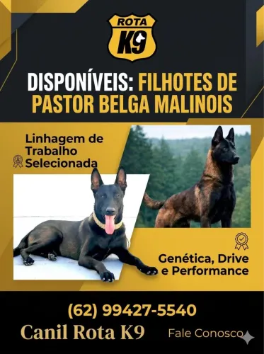 CANIL PASTOR BELGA MALINOIS