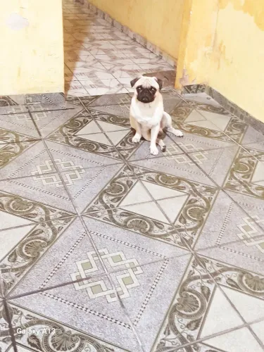 Proucuro uma namorada