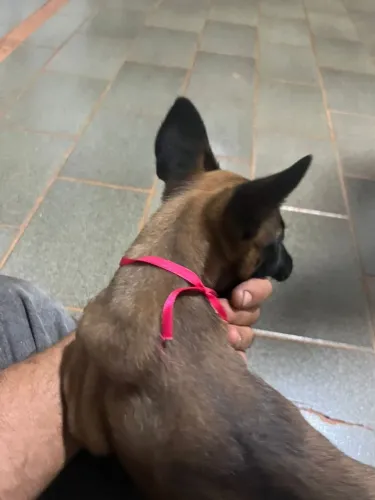 Filhote de pastor alemão beuga malinois