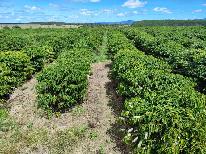 Fazenda de café em Eunápolis - BA
