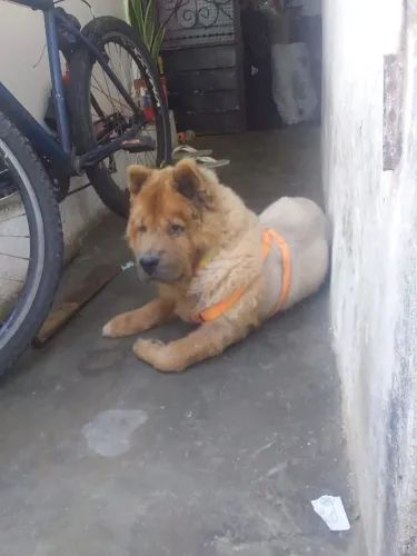 Doação Chow Chow 