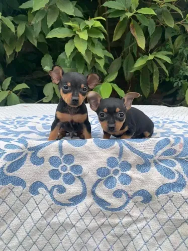 Pinscher ZeroZero