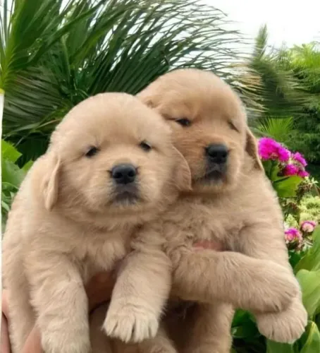 Golden Retriever Um cachorrinho que esbanja simpatia por onde passa