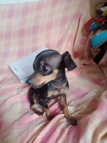 Pincher procura-se namorada!