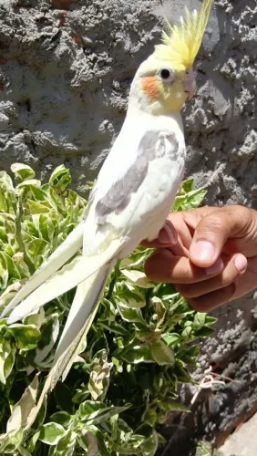 Pet