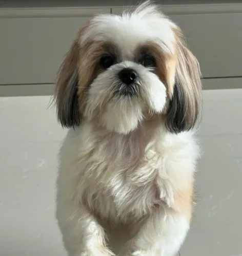 Cachorro