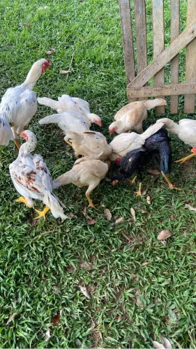 Frangos e frangas indianos