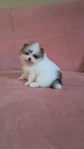 Fêmea spitz alemão luxo