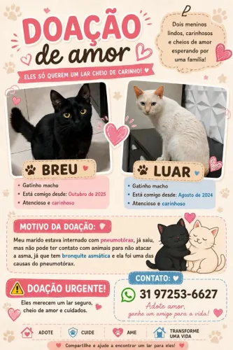 Doação gatos machos