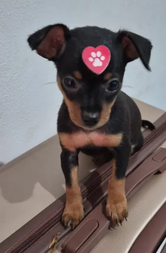 Pinscher 00 promoção 