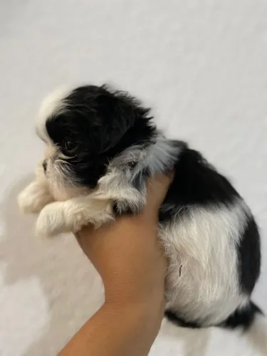 Filhote de shih-tzu com pedigree original