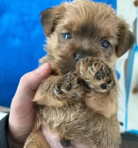 YORK X POODLE Um olhar e você vai se apaixonar por esse filhote. Zap 9.975I.649I