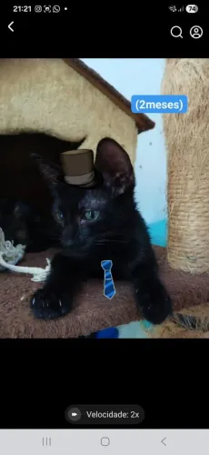 Gatinhos filhotes para adoção
