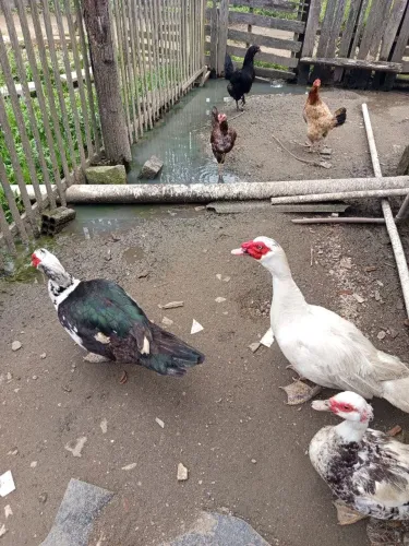 Patos