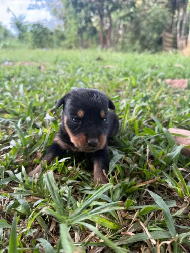 Vendo rottweiler